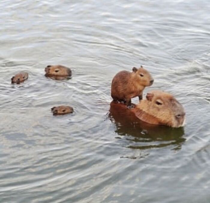Why Everyone's Obsessed With These Chill Capybaras (Seriously, Look at These Pics!)
