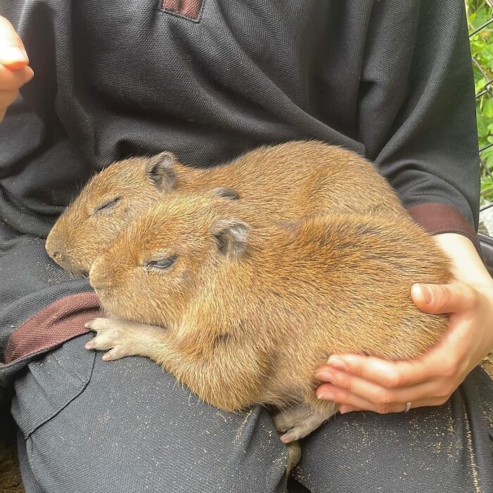 Why Everyone's Obsessed With These Chill Capybaras (Seriously, Look at These Pics!)