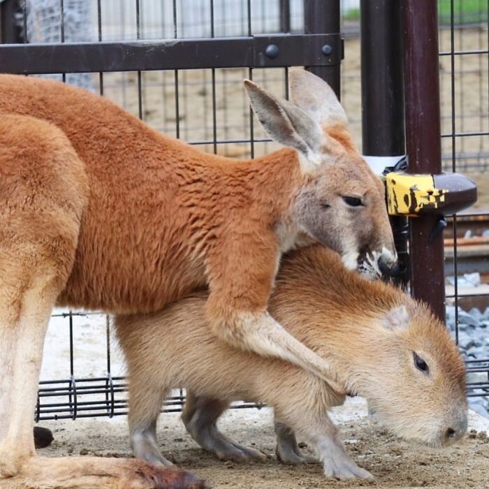 Why Everyone's Obsessed With These Chill Capybaras (Seriously, Look at These Pics!)