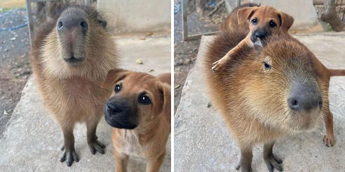 Why Everyone's Obsessed With These Chill Capybaras (Seriously, Look at These Pics!)