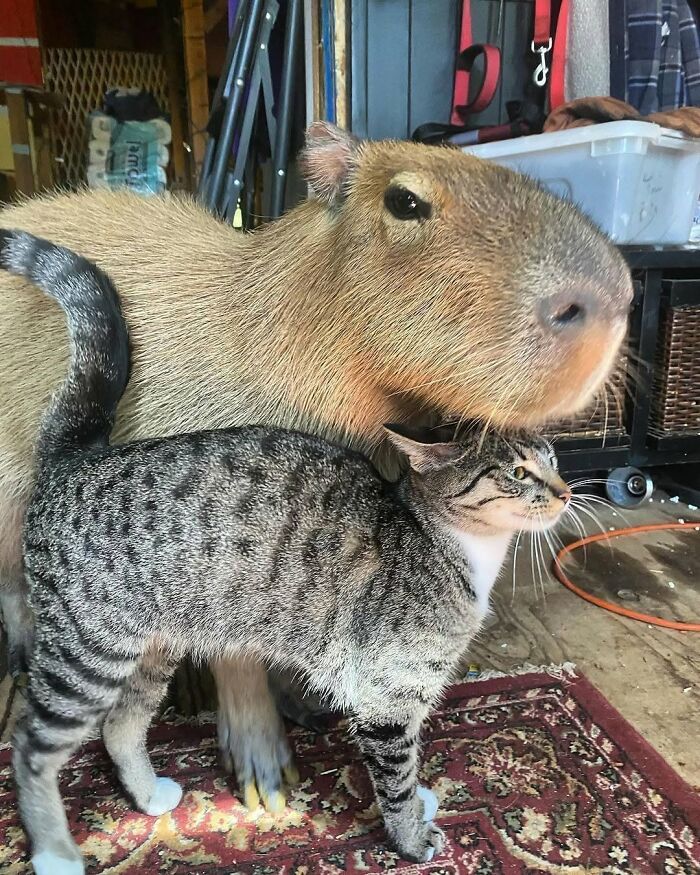 Why Everyone's Obsessed With These Chill Capybaras (Seriously, Look at These Pics!)