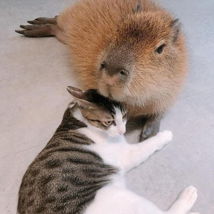 Why Everyone's Obsessed With These Chill Capybaras (Seriously, Look at These Pics!)