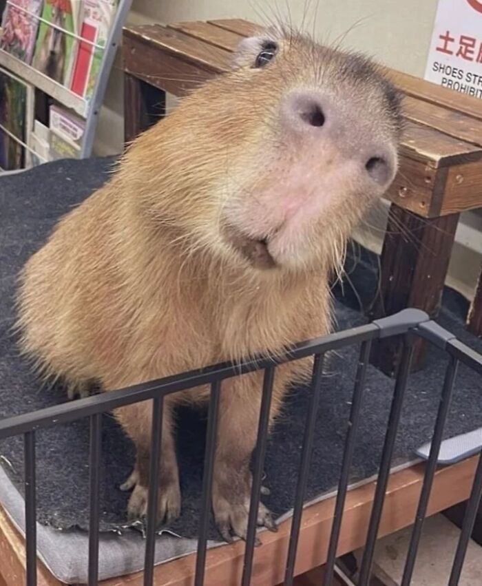 Why Everyone's Obsessed With These Chill Capybaras (Seriously, Look at These Pics!)