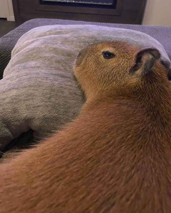 Why Everyone's Obsessed With These Chill Capybaras (Seriously, Look at These Pics!)