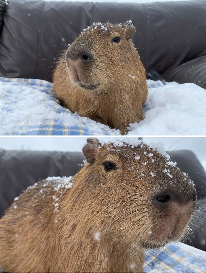 Why Everyone's Obsessed With These Chill Capybaras (Seriously, Look at These Pics!)
