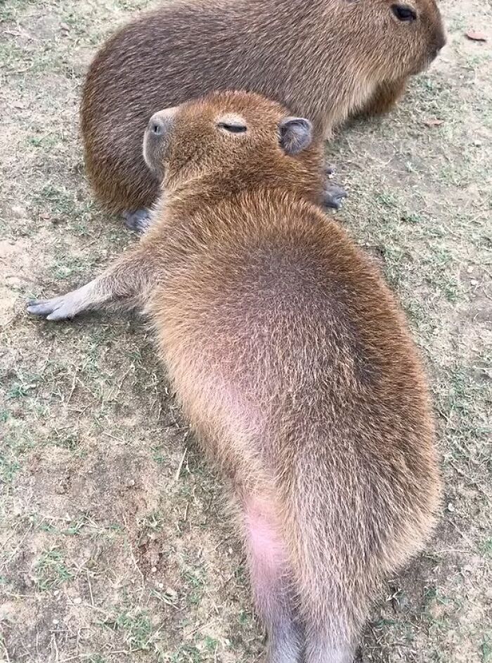 Why Everyone's Obsessed With These Chill Capybaras (Seriously, Look at These Pics!)