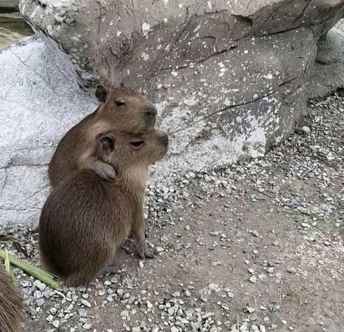 Why Everyone's Obsessed With These Chill Capybaras (Seriously, Look at These Pics!)
