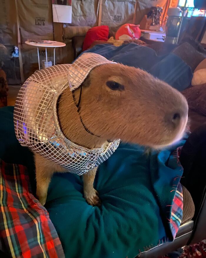 Why Everyone's Obsessed With These Chill Capybaras (Seriously, Look at These Pics!)