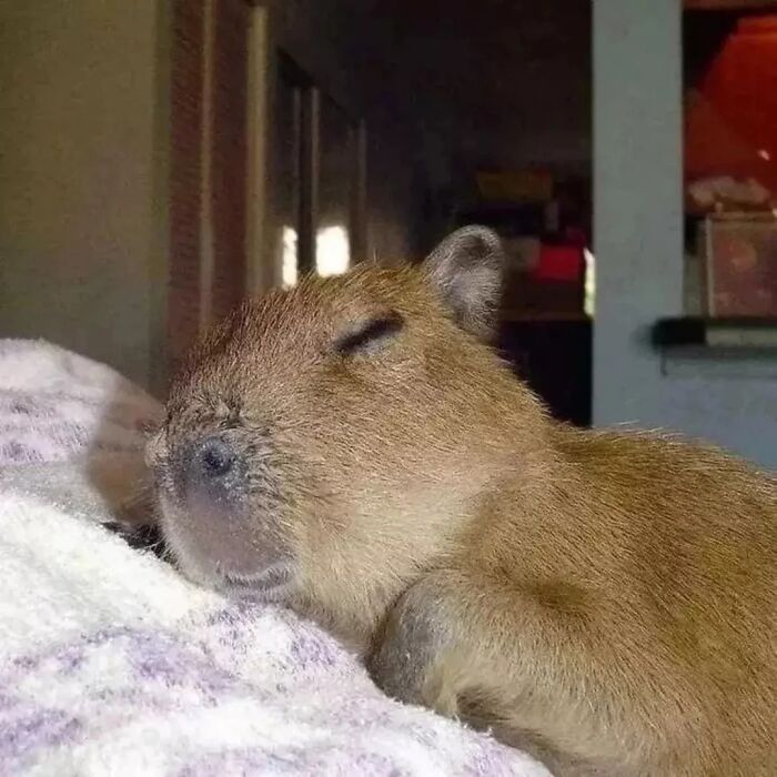 Why Everyone's Obsessed With These Chill Capybaras (Seriously, Look at These Pics!)