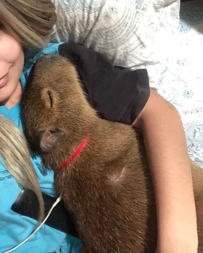 Why Everyone's Obsessed With These Chill Capybaras (Seriously, Look at These Pics!)