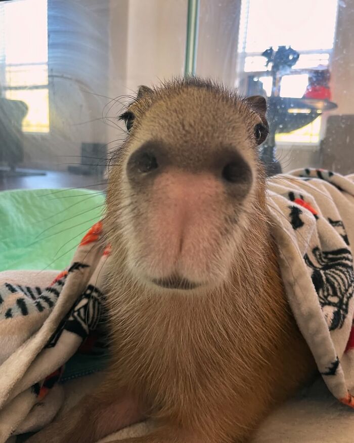 Why Everyone's Obsessed With These Chill Capybaras (Seriously, Look at These Pics!)