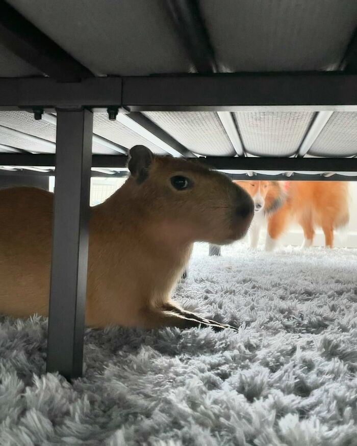 Why Everyone's Obsessed With These Chill Capybaras (Seriously, Look at These Pics!)