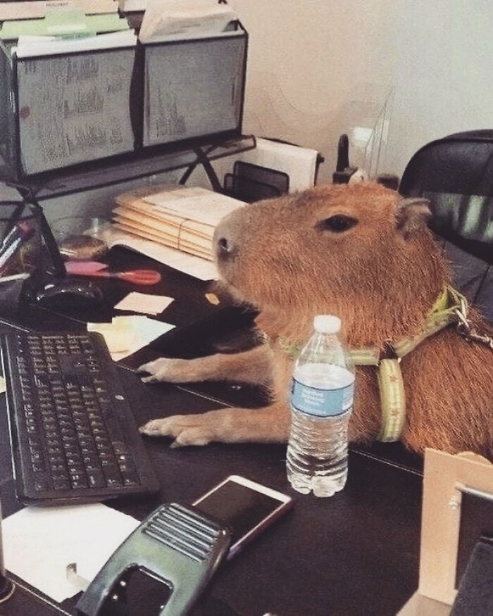 Why Everyone's Obsessed With These Chill Capybaras (Seriously, Look at These Pics!)