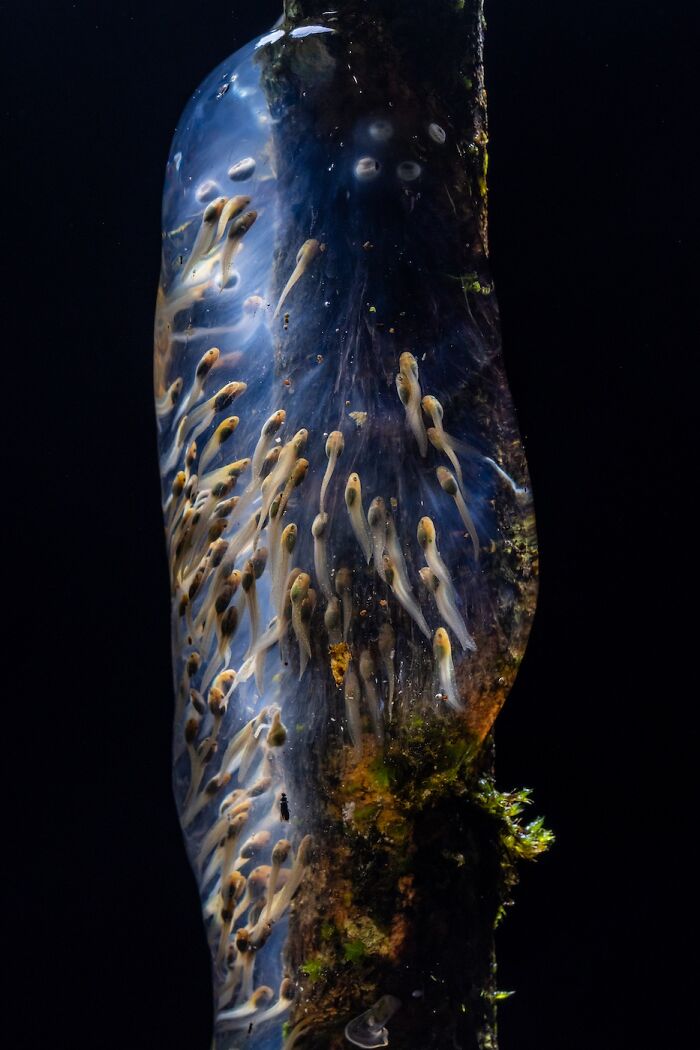 Frog Eggs That Look Like A Galaxy!