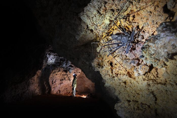 Creepy-Cool Cave Spider Watching You