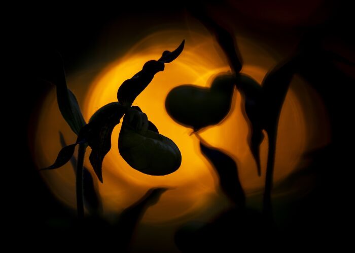 Orchids Dancing In The Sunset Shadows