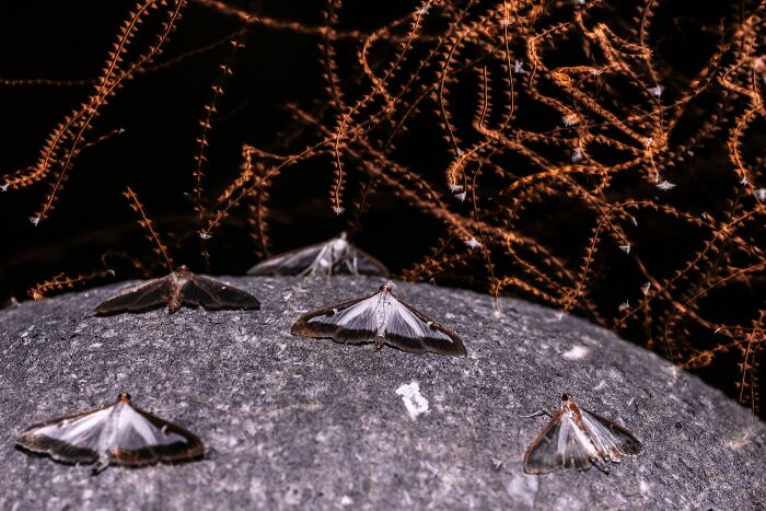 Moths Invade A Mini Planet!