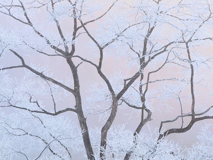 Ice-Covered Tree Wrapped In Morning Pink