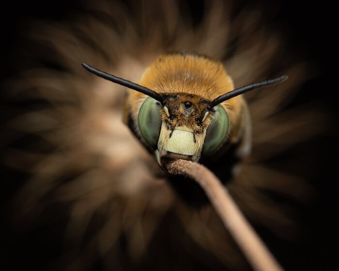 Bee Snoozes With A Fake Night Sun