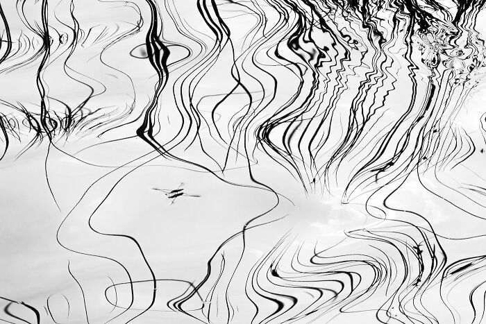 Water Bugs Make Cool Water Shape Art