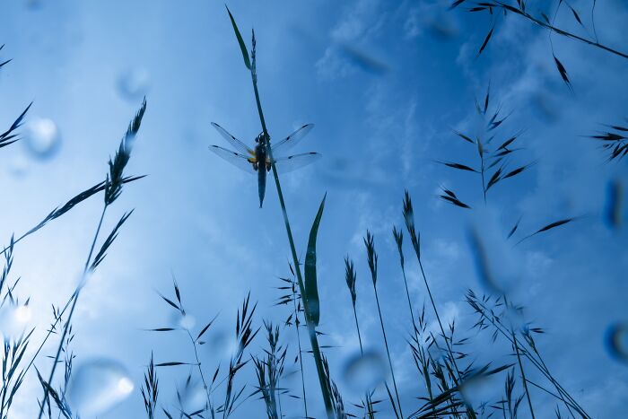 Dragonfly Enjoys A Rainy Day Out