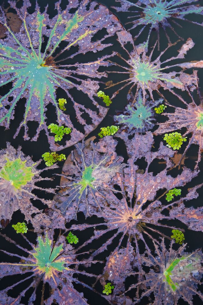 Rotting Leaves Throw A Life Party In The Water