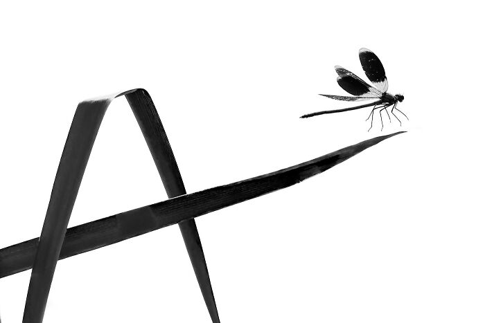 Damselfly Writing Alphabet In Flight