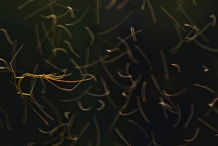 Tiny Spider Hanging Like A Gymnast