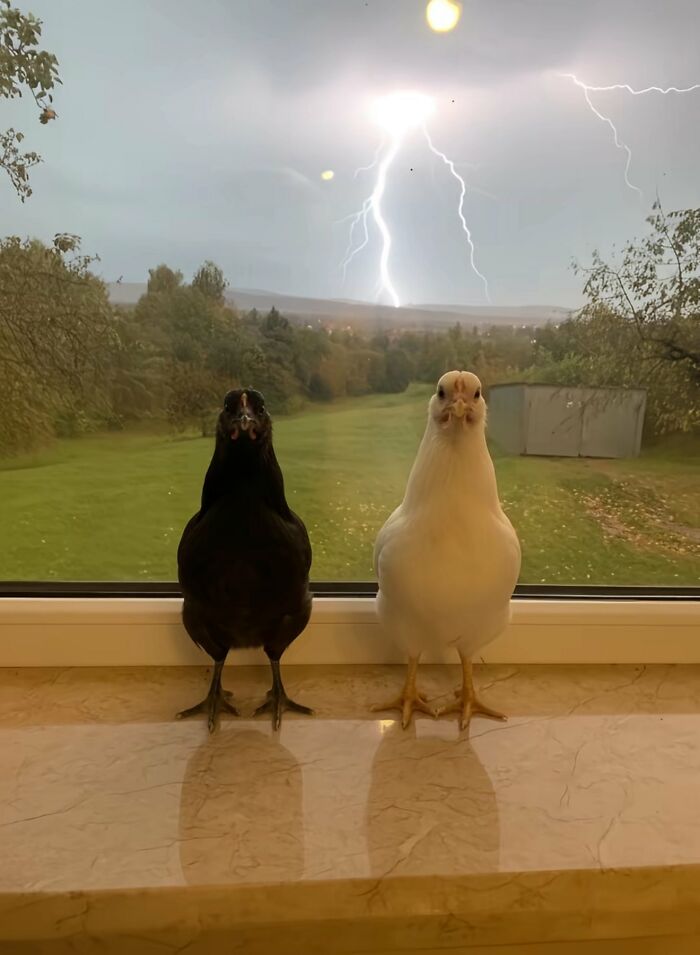 Animals Who Walk Into The Room Like They Own It (And It's Hilarious)