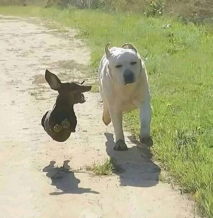 Animals Who Walk Into The Room Like They Own It (And It's Hilarious)