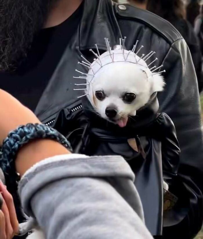 Animals Who Walk Into The Room Like They Own It (And It's Hilarious)