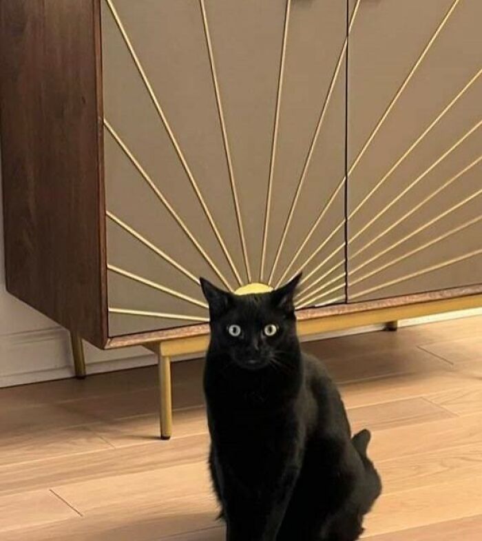 Animals Who Walk Into The Room Like They Own It (And It's Hilarious)