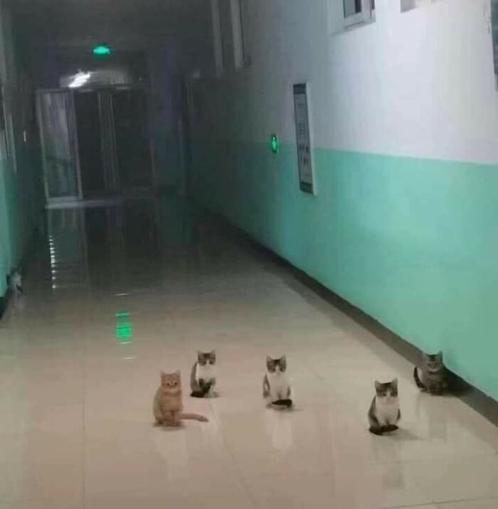 Animals Who Walk Into The Room Like They Own It (And It's Hilarious)