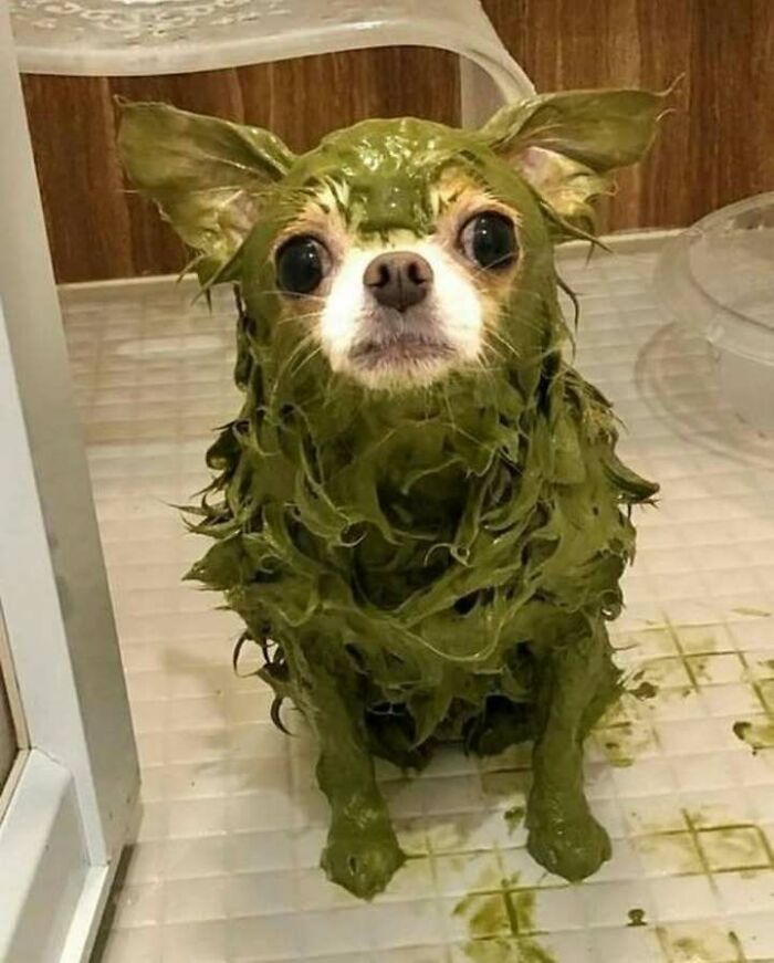 Animals Who Walk Into The Room Like They Own It (And It's Hilarious)