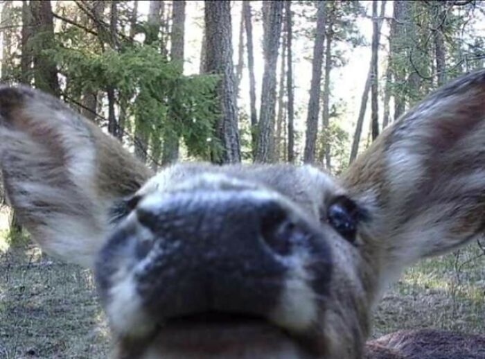 Animals Who Walk Into The Room Like They Own It (And It's Hilarious)