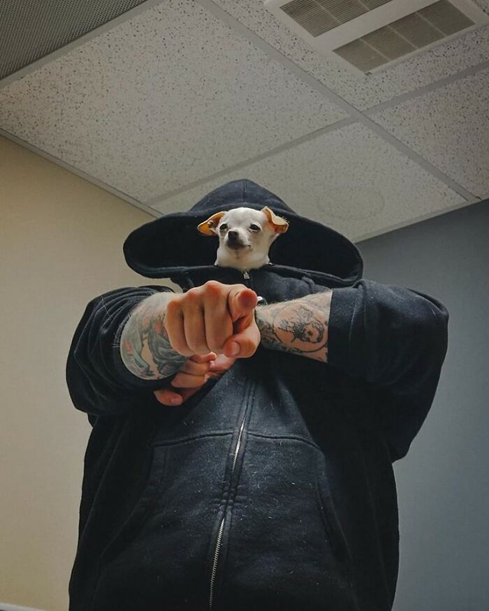 Animals Who Walk Into The Room Like They Own It (And It's Hilarious)