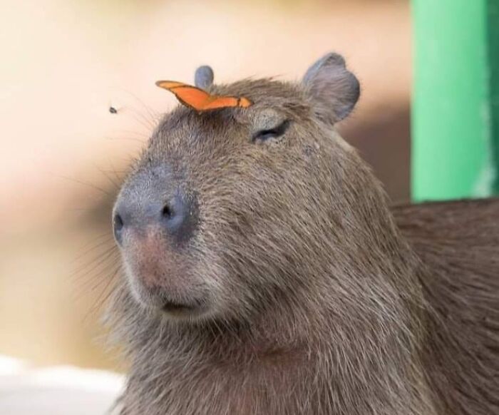 Animals Who Walk Into The Room Like They Own It (And It's Hilarious)