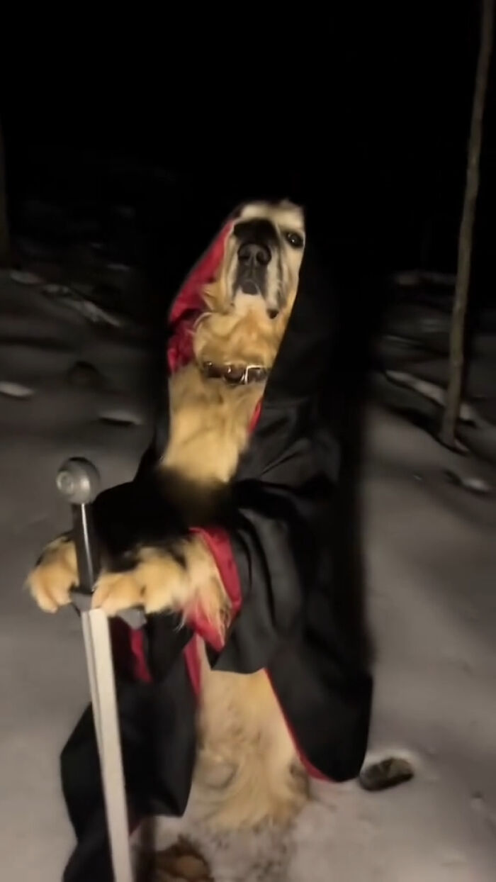 Animals Who Walk Into The Room Like They Own It (And It's Hilarious)