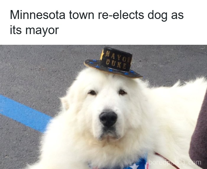 Animals Who Walk Into The Room Like They Own It (And It's Hilarious)