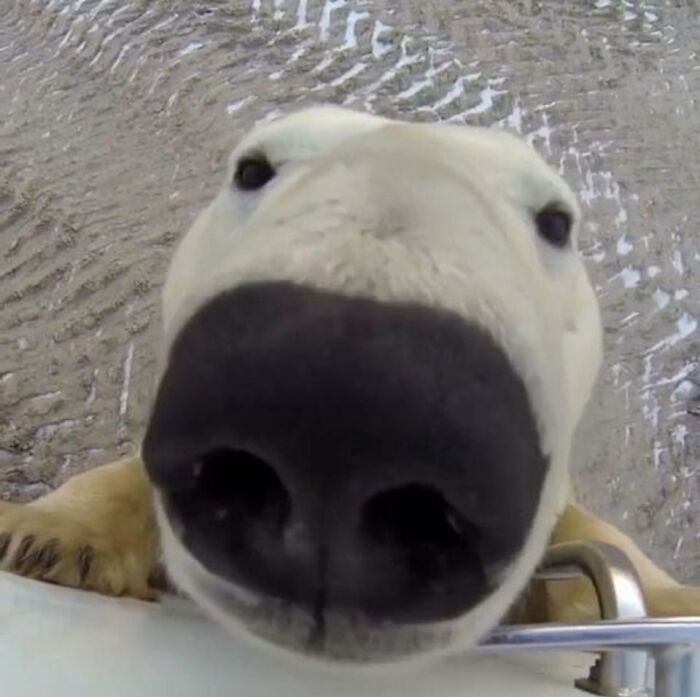 Animals Who Walk Into The Room Like They Own It (And It's Hilarious)