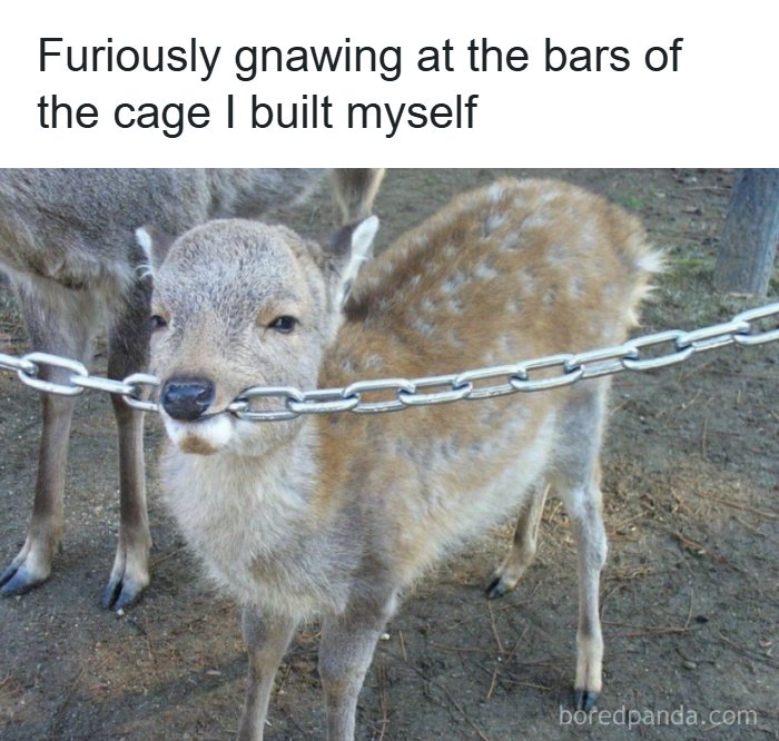 Animals Who Walk Into The Room Like They Own It (And It's Hilarious)