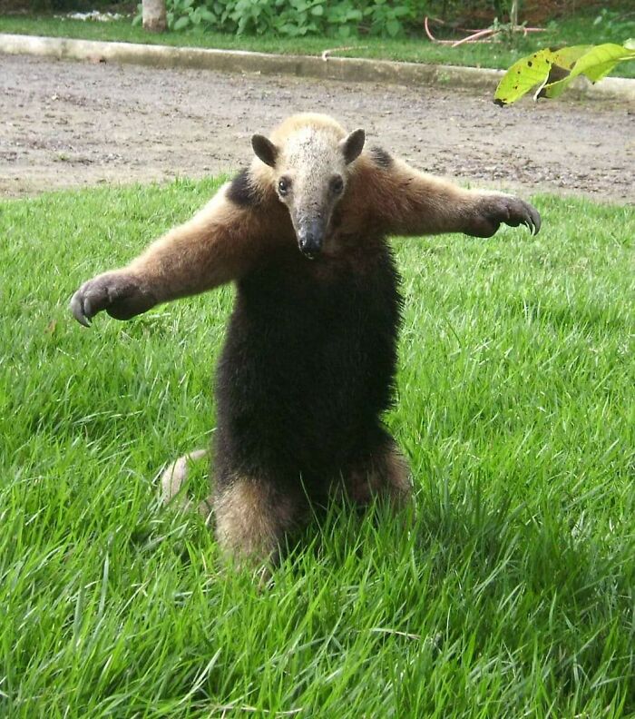 Animals Who Walk Into The Room Like They Own It (And It's Hilarious)