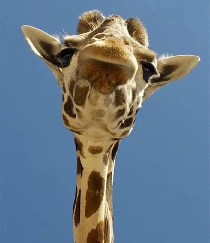 Animals Who Walk Into The Room Like They Own It (And It's Hilarious)