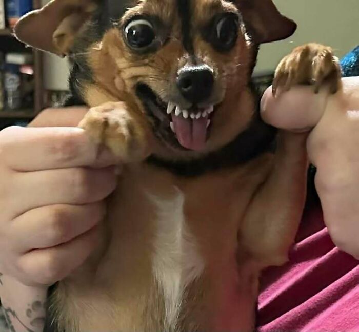 Animals Who Walk Into The Room Like They Own It (And It's Hilarious)