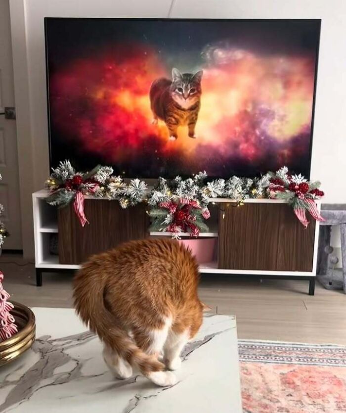 Animals Who Walk Into The Room Like They Own It (And It's Hilarious)