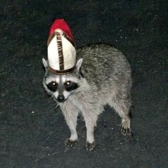 Animals Who Walk Into The Room Like They Own It (And It's Hilarious)