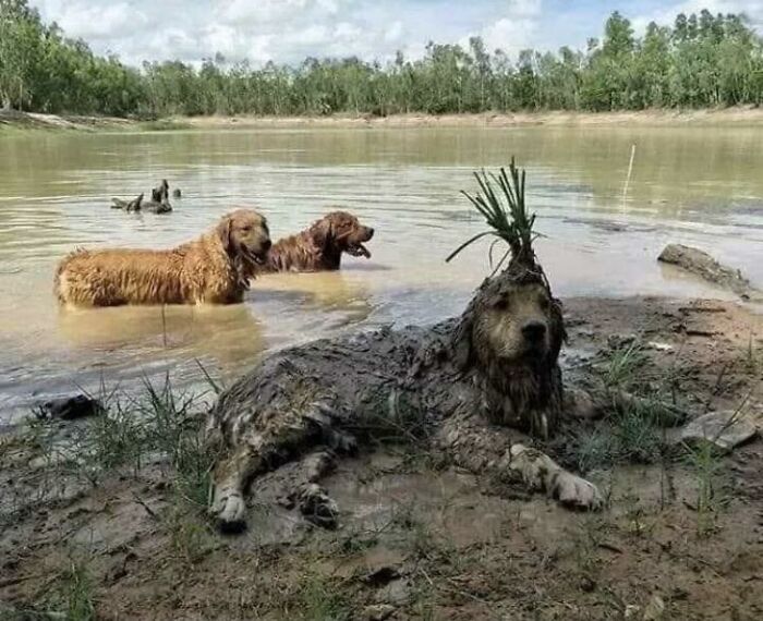 Animals Who Walk Into The Room Like They Own It (And It's Hilarious)