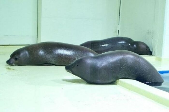 Animals Who Walk Into The Room Like They Own It (And It's Hilarious)