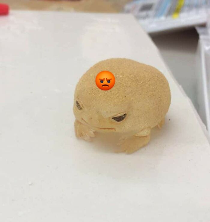 Animals Who Walk Into The Room Like They Own It (And It's Hilarious)