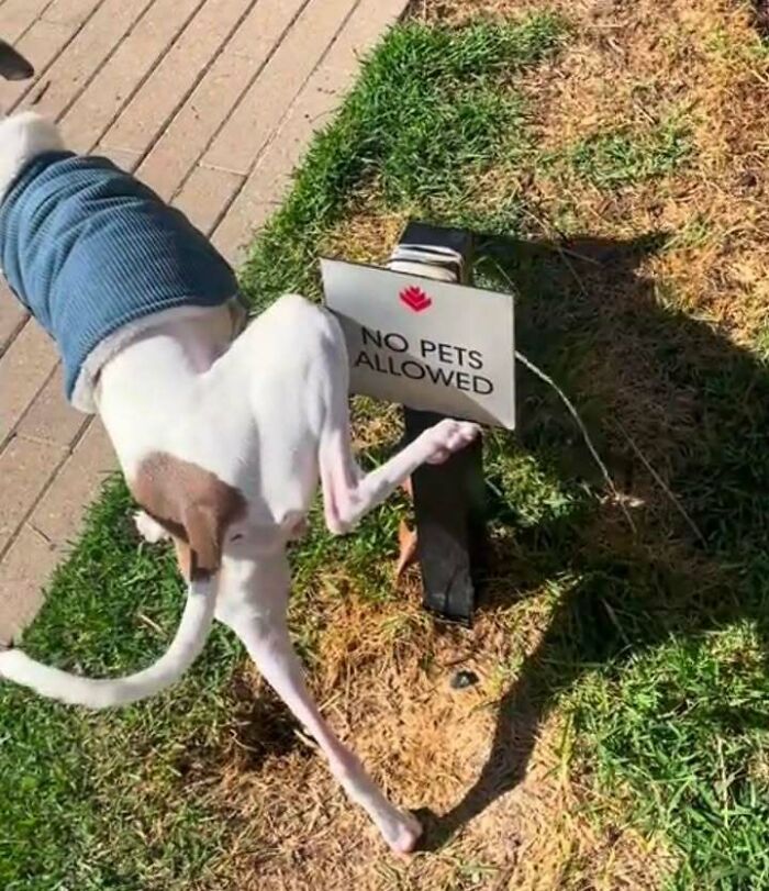 Animals Who Walk Into The Room Like They Own It (And It's Hilarious)